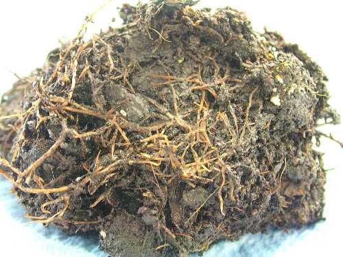 Cyclamen corm phytophthora. Courtesy and copyright of ADAS Horticulture.